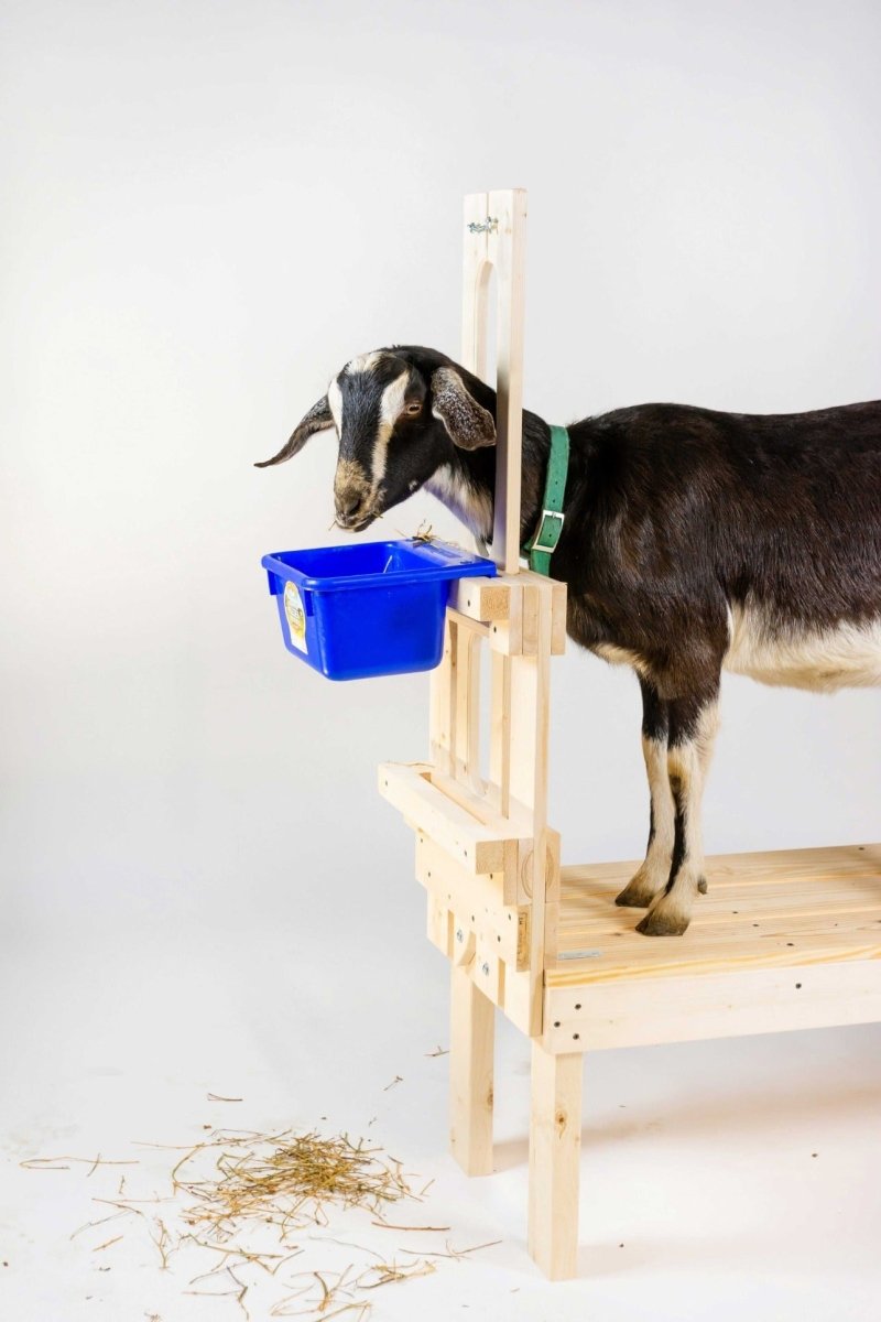 Best Goat Stand + Fits all Goats for Milking and Trimming