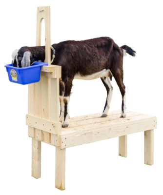 A goat eating from a feeder while in the goat stand, ready for milking or trimming.