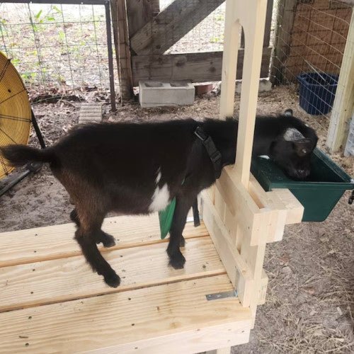 A small goat on the goat stand.