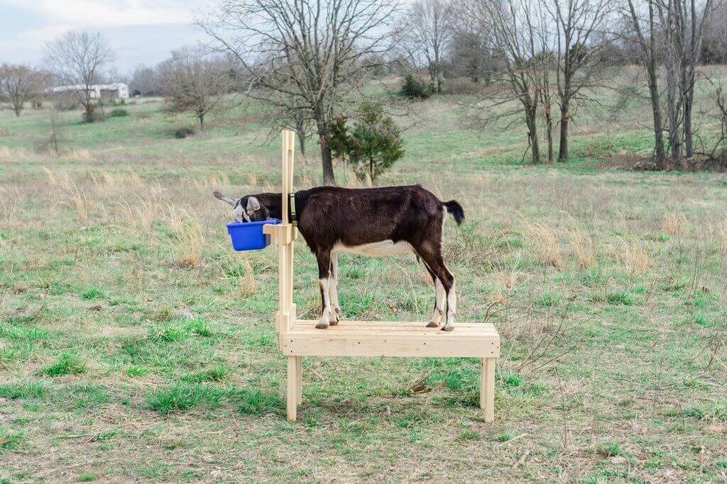 Handcrafted Goat Stanchion