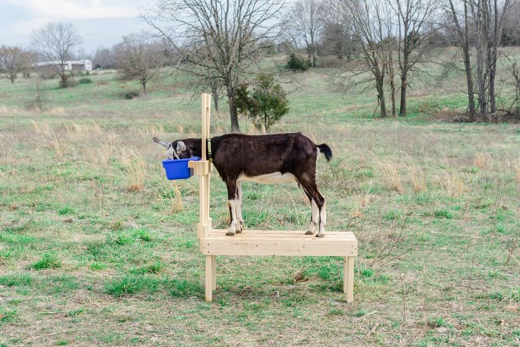 Goat Milking Stand Plans 
