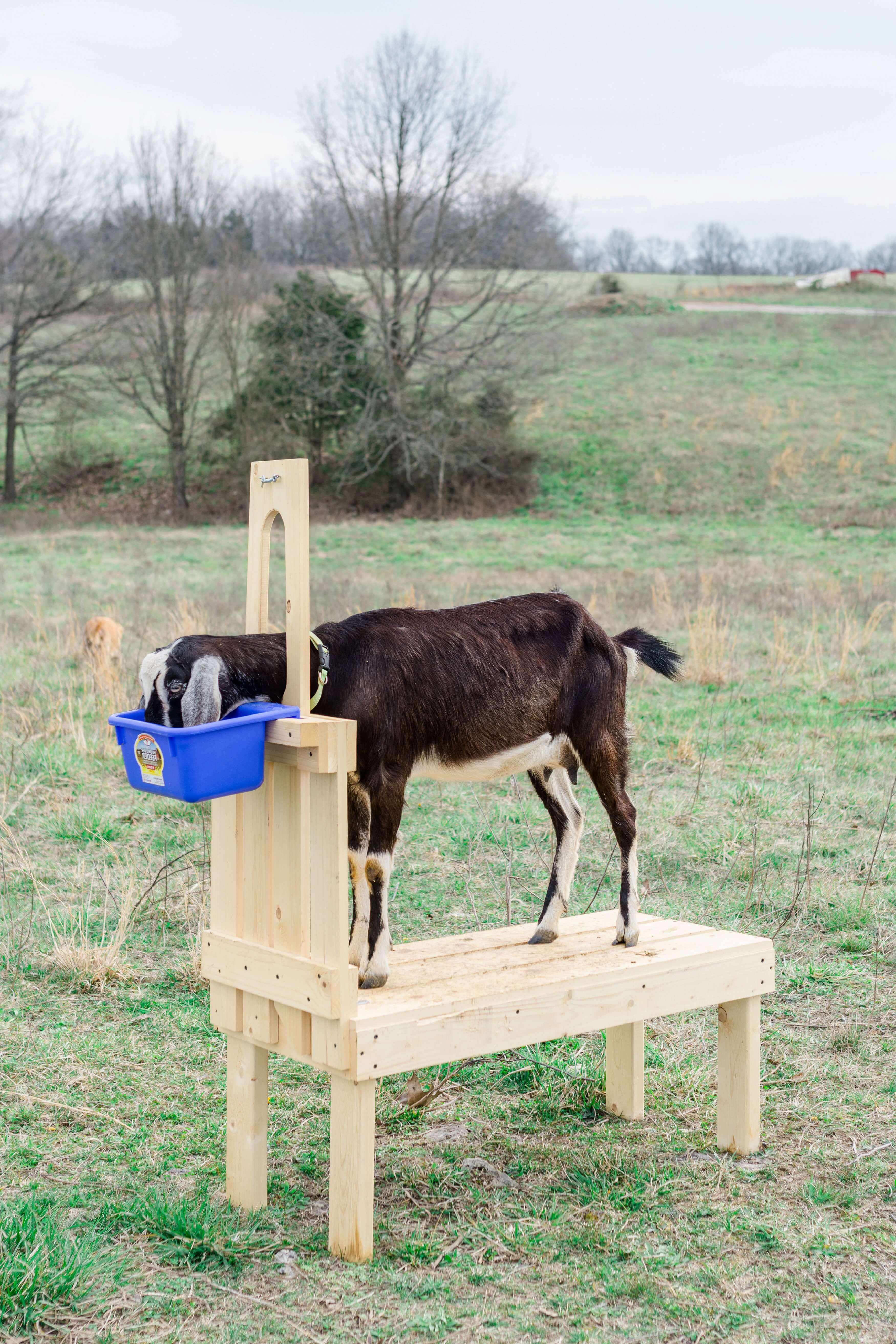 Goat Milking Stand Plans 