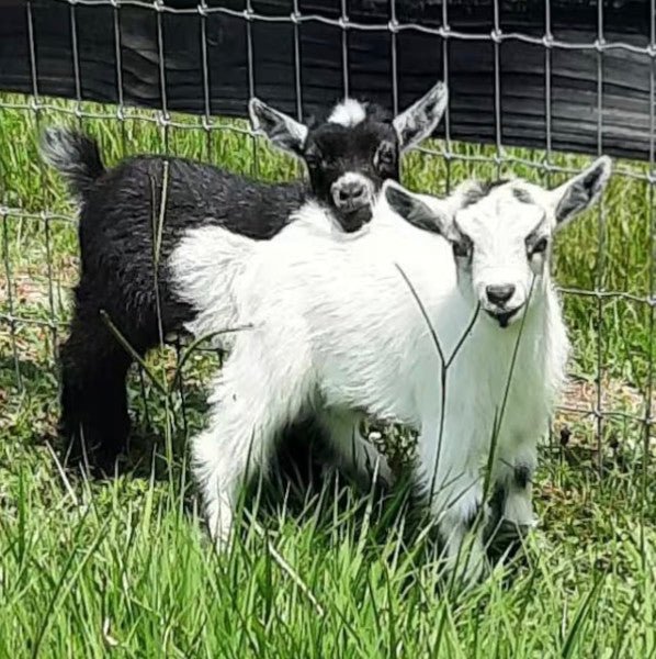 Two adorably small goats.