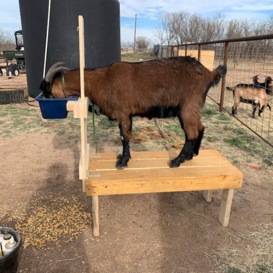 A goat happily eating from a feeder while on the goat stand.