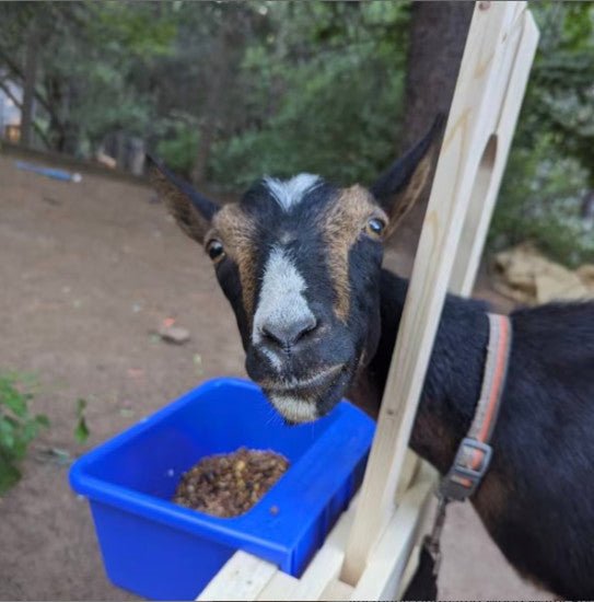 A goat looking at the camera, interrupted from it's feed while on the goat stand.